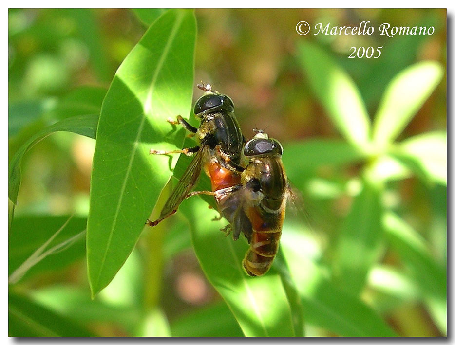 Una coppia di Merodon cfr. avidus (Diptera, Syrphidae)